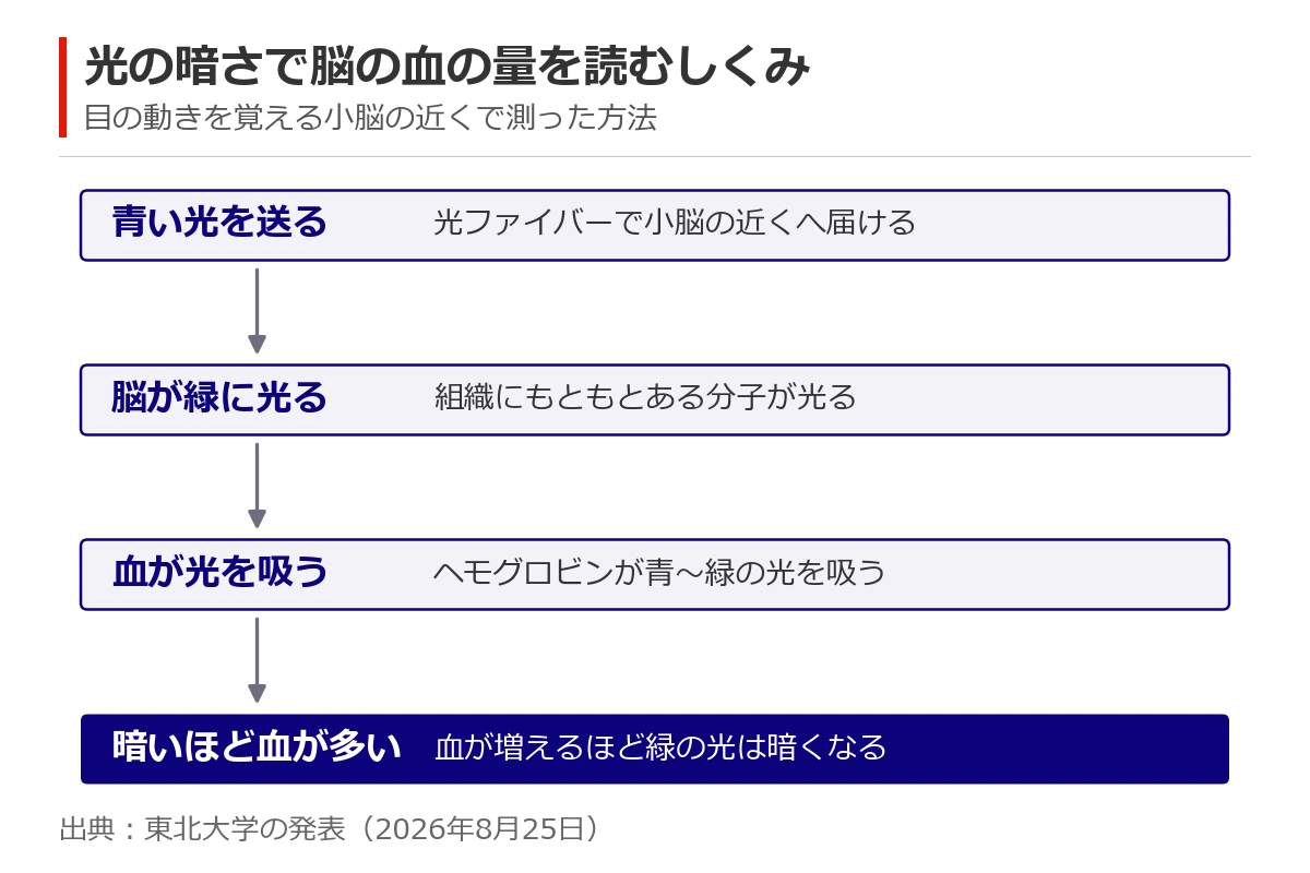 脳の血の量を測るしくみの流れ図。光ファイバーで小脳の近くに青い光を送ると、脳の組織が緑に光り、血がその光を吸うので、緑が暗いほど血が多い