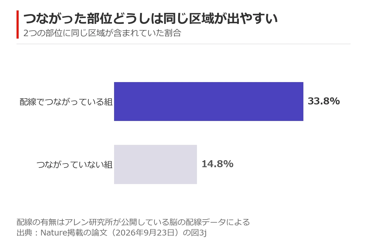 2つの部位に同じ区域が含まれていた割合の横棒グラフ。配線でつながっている組は33.8%、つながっていない組は14.8%